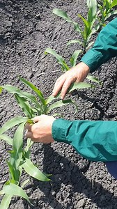 Fall Armyworm (FAW; Spodoptera frugiperda) is a destructive horticultural and field pest that was detected in Australia in 2020. In this video, Nutrien Ag Solutions agronomist Dr Ross Pomroy demonstrates how to identify FAW in a corn crop and outlines the damage it can cause to a plant. Learn more about FAW: https://bit.ly/3Y44ABE | Dairy Australia