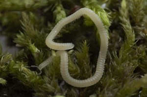 Virginia Tech researcher discovers new millipede species in the Los Angeles metropolis