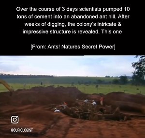Deep in the Brazilian savanna, scientists stumbled upon a hidden marvel that rewrites our understanding of nature’s architects. An abandoned ant hill—seemingly a lifeless mound of dirt—revealed a labyrinthine masterpiece below the surface, a testament to the extraordinary engineering capabilities of ants. This discovery was documented in Ants! Nature’s Secret Power, a captivating film by renowned entomologist Bert Hölldobler and award-winning cinematographer Wolfgang Thaler. To uncover the myste