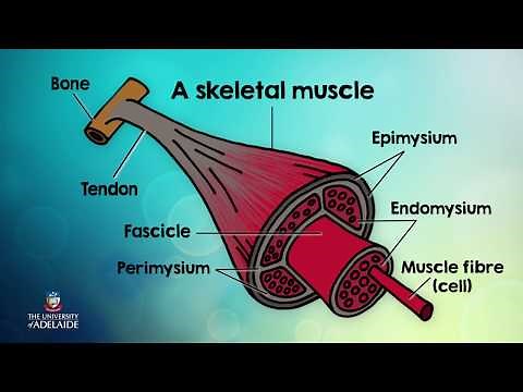 HumBio101x: Connective tissue of skeletal muscle