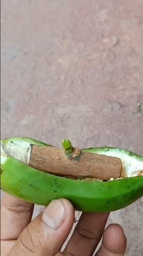 Effect of the banana effect, propagation of mango trees by budding