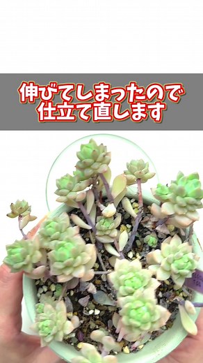 多肉植物の復活！伸びた株をカットして美しい姿に戻すプロセスを動画で公開！#植物のある暮らし #植物 #育て方 #多肉植物 #多肉植物のある暮らし #仕立て直し #くまパン園芸