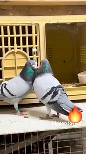 Racers from page fan Dewlap Pigeons | Pigeon lovers