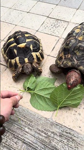 🐢【紅腿象龜 vs 赫曼陸龜】Red-footed Tortoise & Hermann's Tortoise 慢活世紀對決！散步吃菜速度比拼🌿#紅腿象龜 #赫曼陸龜 #陸龜日常 #龜龜對決