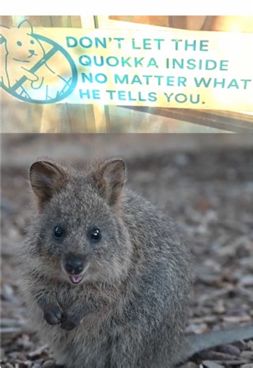 Discover the Quokka: Australia’s Cutest Marsupial