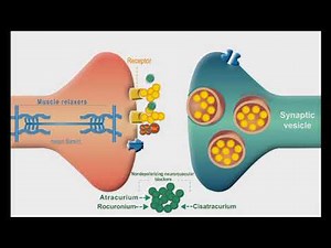 Autonomic Nervous system animation: Neuromuscular Junction Blockers