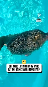 Hedgehogs are so cute! 😌 | Pubity