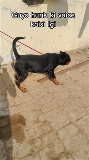 #short rottweiler aggressive voice #viral #tredingshorts #treding #short