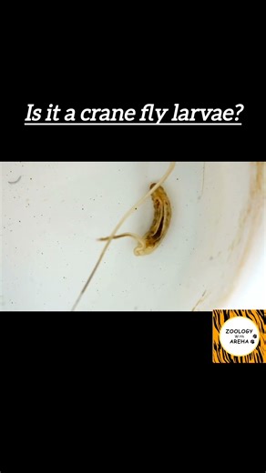 “This Creepy Larva… Crane Fly or Something Worse? 😳🪱”