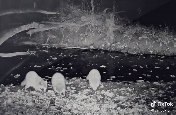 Creating Stunning Hyperlapse Videos with Nature