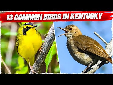 13 Common Birds in Kentucky (with Pictures)