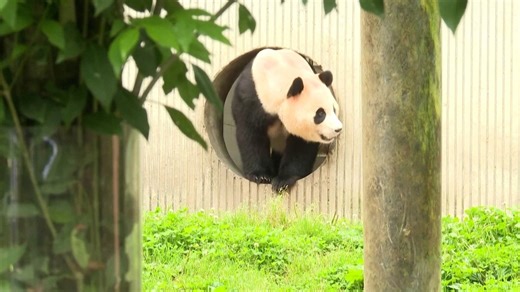 Fu Bao, the first South Korean-born giant panda, has made her first public appearance in China. | USA TODAY