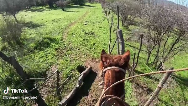 Explora el Mundo de Cowboy Bebop y el Campo