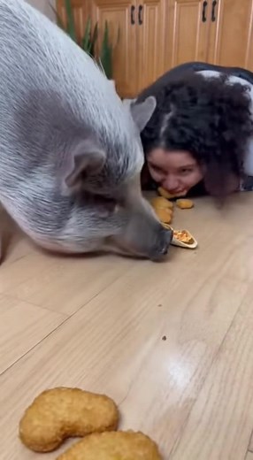 Pig and Girl Go Head-to-Head in Hilarious No-Hands Eating Challenge, Security Footage Shows Absolute Chaos Portland, Oregon – November 23, 2025 A side-splitting kitchen showdown erupted when a girl and her pet pig lined up for a no-hands eating contest — and the pig immediately proved it was born for this moment. The video opens with a tidy line of food arranged on the hardwood floor: golden chicken nuggets leading into sushi rolls and tiny appetizer cups, all forming a buffet long enough to spa