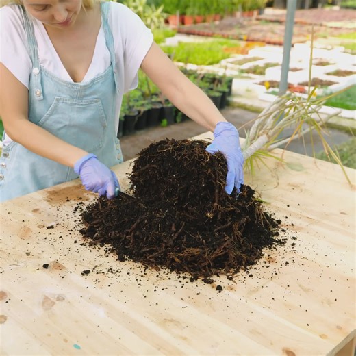 165K views · 96 reactions | Master Plant Roots: Expert Care Hacks | 3-Minute Hacks | Facebook