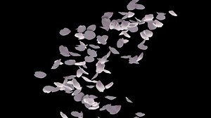 Sakura Twirl Background Free Video