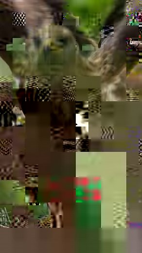 82K views · 6.5K reactions | Red kites and their incredible flying skills礪礪 More from this red kite nest here: https://youtube.com/playlist?list=PLx09JDaWUEFMiCifqDQxojiCLeAycQcKN #robertefuller #redkite #DiscoverWildlife | Robert E Fuller | Facebook