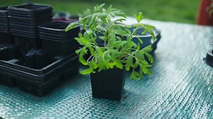 Planting seeds in the spring. Eco growing vegetables and plants such as cabbage, cucumber, tomatoes and basil and other plants. Gardening and agriculture concept.