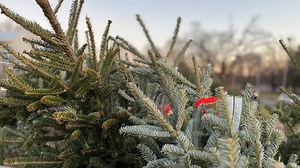 How to keep your real Christmas tree in good shape