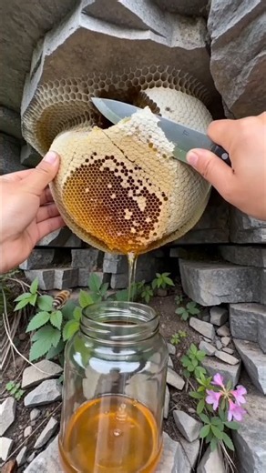 Fresh Wild Honey Straight From The Rock 😋🍯 #honey #wildhoney #honeybeesting #bee #shorts