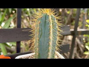 Meet the Blue Columnar Cactus | Care Guide, Sun, Soil & Watering Tips