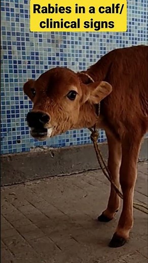 Rabies in a calf/clinical signs/bellowing/salivation/hyperesthesia/alertness
