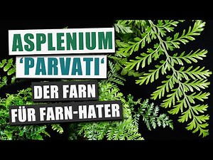 Asplenium 'Parvati' - Der EINFACHSTE Zimmerfarn? | Pflanzen-Portrait