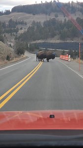 They're the pilot car service... Yellowstone National Park | T. Lyn Neufeld Photography