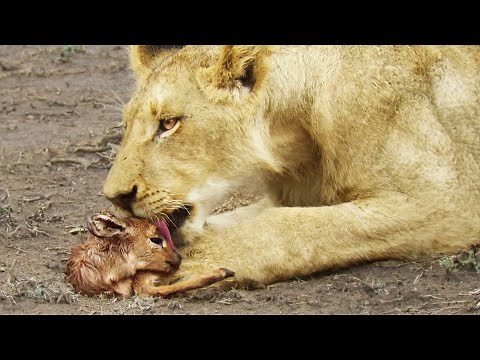 When the Lion Lies Down with the Lamb