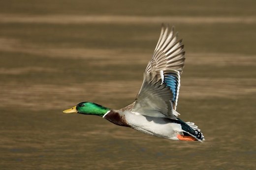 Mallard Duck: Everything You Need to Know