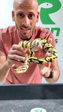 Ball Python Hatchling update! #animal #ballpython #reptiles #python #snake #pets #shorts