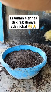 Di tanam biar gak di kira bahanya Uda mokat 😁🙏 #bonsaitree #wrightiaReligiosa #antingPutri #fyp | Karimun Java