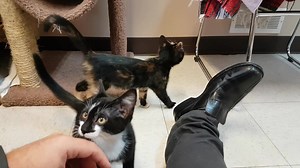 1.4K views · 59 reactions | ***Kittens Available*** We have lots of cats and kittens available for adoption. Check us out at www.spca.bc.ca/adopt or come by the branch daily noon to 430 | BC SPCA Kelowna | Facebook