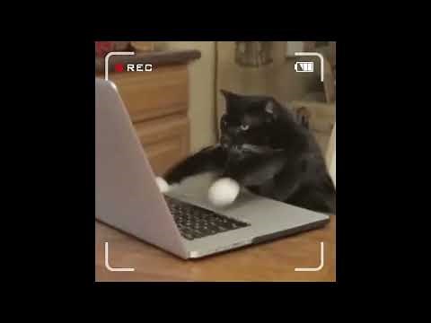 Typing cat