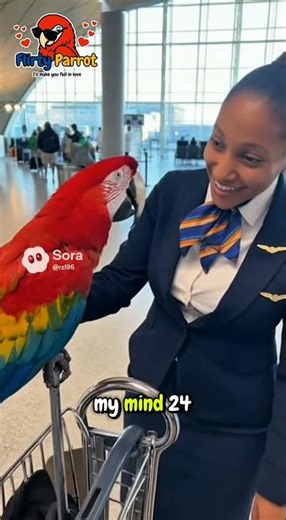 A cute parrot teases and flirts with a beautiful saleswoman #birdcomedy #funnyanimals #funnyparrot