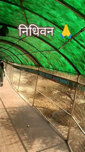 vrindavan dham nidhivan #travel #viral #shorts