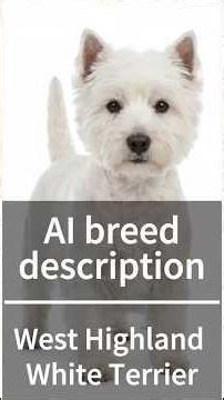 AI breed description - Westie 🐾 #westie #westhighlandwhiteterrier #terrier #breed #ai