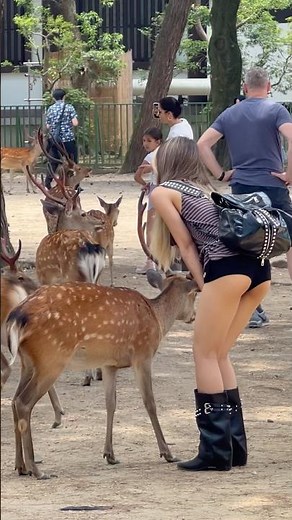 奈良公園で鹿と急接近！🦌💕 観光客と鹿のかわいい瞬間 #shorts #奈良公園 #奈良の鹿 #鹿 #奈良観光 #日本旅行 #鹿とふれあう #かわいい鹿 #癒し動画 #narapark