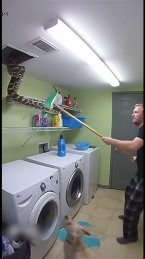 Python Crawls Through the Vent!