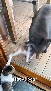Funny cute animals | Cute Animals