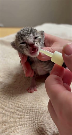 POV: I Feed a Newborn Kitten After Finding It Alone 💔🐱🍼
