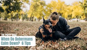 When Do Dobermans Calm Down: 5 Tips For Hyper Dobies