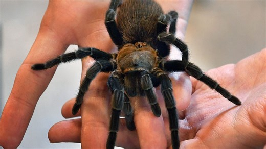 What are Texas brown tarantulas? Are they found in Louisiana?