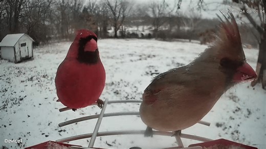 GALLERY: Winter storm brings snowy scenery to the Four States
