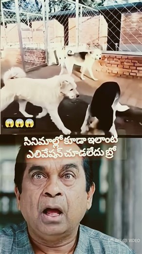 the power of dogs that is the one of the best vip dog