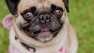 4K views · 687 reactions | ADOPT US! www.pugrescue.org.au/available-pugs Please visit our website to view available pugs adoption profiles. Adoptions are now recommencing with our COVID Safe Plan in place! Please ensure that you read all information provided on our website in regards to adoption. Victorian Pet Exchange Register Source Number: RE108835 | PUG RESCUE & ADOPTION VICTORIA INC. | Facebook