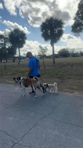 Quick walk around the park with my 2 besties🐶🐶 #shorts #viral #reels #dog #dogs #servicedog #shihtzu