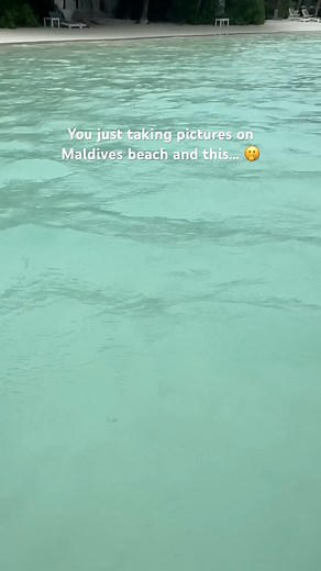 You don’t expect this on Maldives beach 🙈 #shorts | Maldives Resorts Online