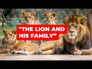 "The Lion and His Family – Kings of the Wild! 👑🦁" #LionFamily #KingOfTheJungle #WildlifeVideo