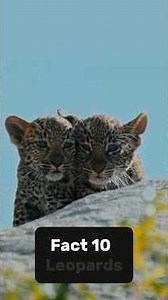 Leopards Are the Most Adaptable Big Cats 🐆😮 #animals #animalfacts #shorts #leopard #leopardfacts
